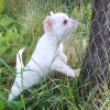 Photo №2 to announcement № 70232 for the sale of chihuahua - buy in Belarus private announcement