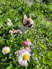 Photo №2 to announcement № 105264 for the sale of chihuahua - buy in Germany breeder