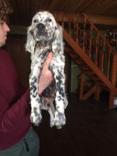 Photo №2 to announcement № 1272 for the sale of english setter - buy in Russian Federation from nursery
