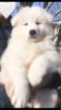 Photo №1. samoyed dog - for sale in the city of Kishinev | 423$ | Announcement № 40115