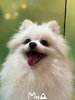 Photo №2 to announcement № 105207 for the sale of german spitz - buy in Germany breeder