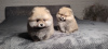 Photo №2 to announcement № 31928 for the sale of pomeranian - buy in Russian Federation breeder