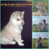 Photo №2 to announcement № 13222 for the sale of siberian husky - buy in Ukraine from nursery
