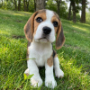 Photo №2 to announcement № 127392 for the sale of beagle - buy in Germany private announcement