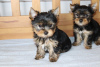 Photo №1. yorkshire terrier - for sale in the city of Leipzig | Is free | Announcement № 98245