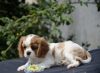 Photo №1. cavalier king charles spaniel - for sale in the city of Zhytomyr | 1000$ | Announcement № 67883
