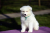 Photo №2 to announcement № 19394 for the sale of samoyed dog - buy in Russian Federation from nursery