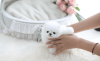 Photo №1. pomeranian - for sale in the city of Florence | negotiated | Announcement № 71239