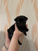 Additional photos: Pug puppies