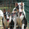 Photo №2 to announcement № 119655 for the sale of bull terrier - buy in Serbia 