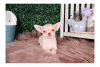 Photo №1. chihuahua - for sale in the city of Калифорния Сити | negotiated | Announcement № 110065