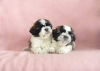 Photo №2 to announcement № 15227 for the sale of shih tzu - buy in Poland private announcement, from nursery, breeder