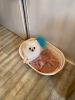 Photo №4. I will sell pomeranian in the city of Алкмар.  - price - Is free