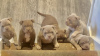 Photo №3. lovely and friendly males and females Pocket bully ready for a new home, contact. Australia