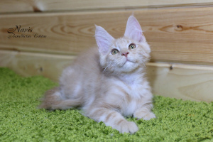 Photo №3. Maine Coon kitten boy. Belarus