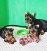 Additional photos: Yorkshire Terrier. Yorkshire terrier puppies from purebred parents.