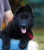 Additional photos: Beautiful dsh German Shepherd puppies.