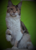 Photo №1. maine coon - for sale in the city of Sevastopol | 192$ | Announcement № 7820