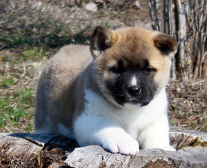 Photo №4. I will sell shiba inu in the city of Volgodonsk. from nursery - price - 483$