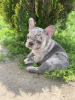 Additional photos: Hello french bulldog puppies for sale.