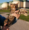 Photo №3. Elite Bengal kitten. Russian Federation