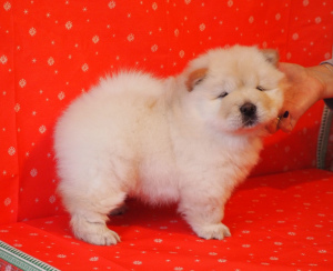 Additional photos: Chow chow puppies