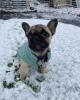 Photo №4. I will sell french bulldog in the city of Ipswich.  - price - 600$
