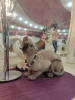 Photo №2 to announcement № 107139 for the sale of sphynx-katze - buy in Russian Federation from nursery