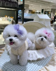 Photo №1. bichon frise - for sale in the city of Sydney Olympic Park | 317$ | Announcement № 71714