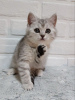 Photo №4. I will sell british shorthair in the city of Irkutsk. from nursery - price - negotiated