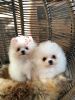 Photo №3. Cute Pomeranian puppies for free adoption. Germany