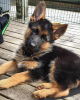 Photo №1. german shepherd - for sale in the city of Prague | 350$ | Announcement № 111172