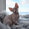 Photo №4. I will sell sphynx cat in the city of Simferopol. from nursery - price - 675$