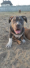 Photo №2 to announcement № 20496 for the sale of american bully - buy in Belarus 