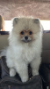 Photo №2 to announcement № 114091 for the sale of pomeranian - buy in Turkey breeder