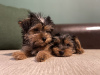 Photo №1. yorkshire terrier - for sale in the city of Bruges | negotiated | Announcement № 81736