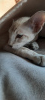 Photo №2 to announcement № 9480 for the sale of oriental shorthair - buy in Russian Federation breeder