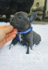Photo №2 to announcement № 94157 for the sale of french bulldog - buy in Cyprus 