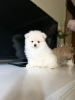 Photo №4. I will sell pomeranian in the city of Berlin. breeder - price - 317$