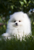 Photo №1. pomeranian - for sale in the city of Chelyabinsk | negotiated | Announcement № 105370