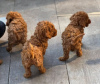 Photo №3. Buy your lovely beautiful Vaccinated Poodle (Toy) puppies available now for. Spain