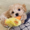 Photo №2 to announcement № 80047 for the sale of poodle (toy) - buy in Australia private announcement