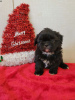 Additional photos: Beautiful Shih Tzu Puppies