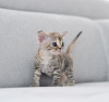 Photo №3. Female Devon Rex. Germany