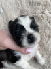 Additional photos: Shih-Tzu ZKwp FCI - Stelle Tibetane (FCI)