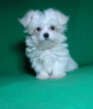 Additional photos: Puppy of the Maltese. Show class.