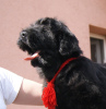 Photo №3. Black Russian Terrier puppies. Serbia