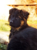 Photo №4. I will sell german shepherd in the city of Kharkov. private announcement, breeder - price - 636$