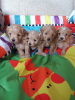 Photo №2 to announcement № 81805 for the sale of maltese dog - buy in Germany private announcement