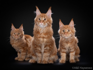 Photo №1. maine coon - for sale in the city of Kostroma | Negotiated | Announcement № 3060